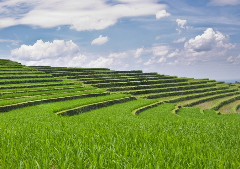 Rice Terraces on Bali, Indonesia.