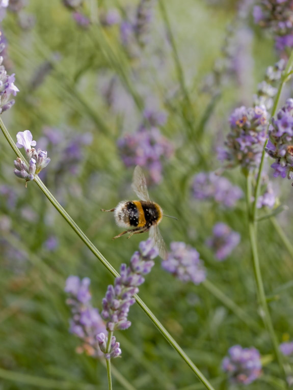 Bumblebee among lavender plants