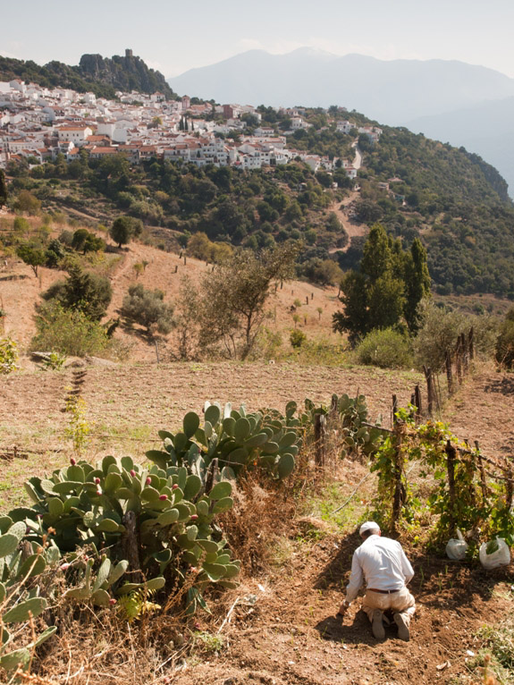 Hills of Andalucia in Spain.