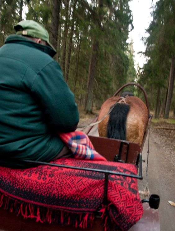 A bumpy ride!  Horse drawn cart in the forests of Bialowieza, Poland.